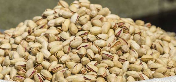 پسته فندقی مناسب تولید پک‌ های اقتصادی + خرید مستقیم