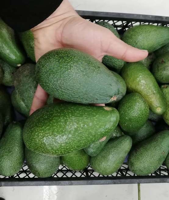 تصویر 3 از پخش عمده آووکادو گلابی تمساح در بازار میدان تره بار