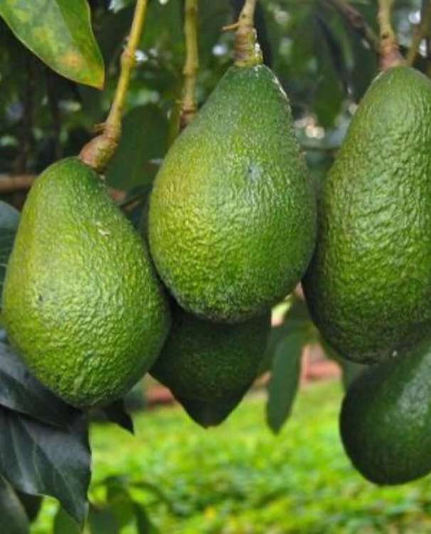 تصویر 1 از پخش عمده آووکادو گلابی تمساح در بازار میدان تره بار