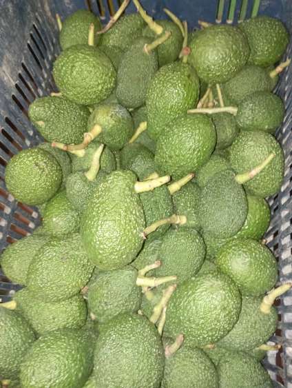 قیمت عمده آووکادو گلابی تمساح