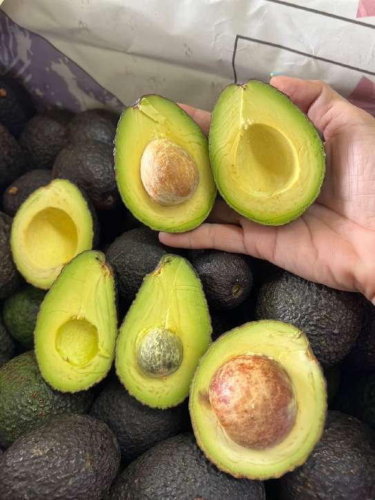 تصویر 3 از خرید عمده آووکادو گلابی تمساح