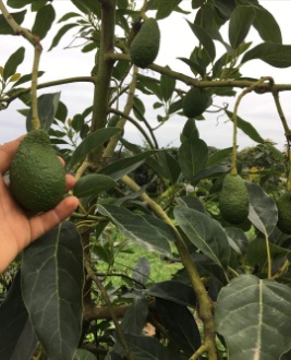 تصویر 5 از پخش عمده آووکادو گلابی تمساح