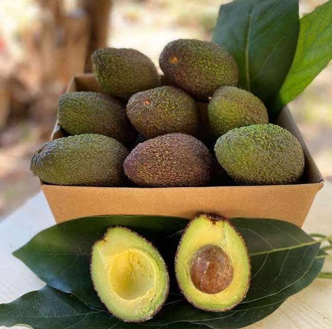 تصویر 2 از پخش عمده آووکادو گلابی تمساح