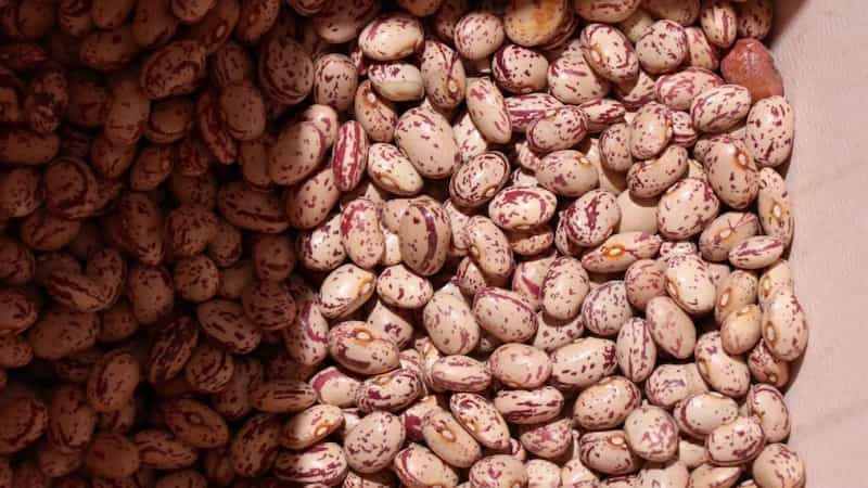 قیمت خرید لوبیا چیتی خورشت با فروش عمده