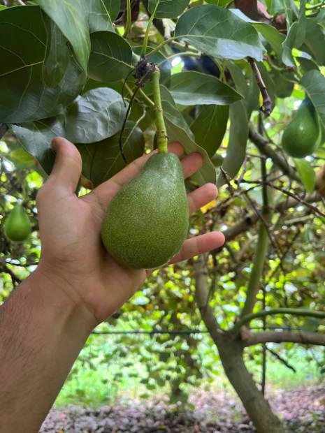 تصویر 4 از فروش عمده آووکادو کلیفتون