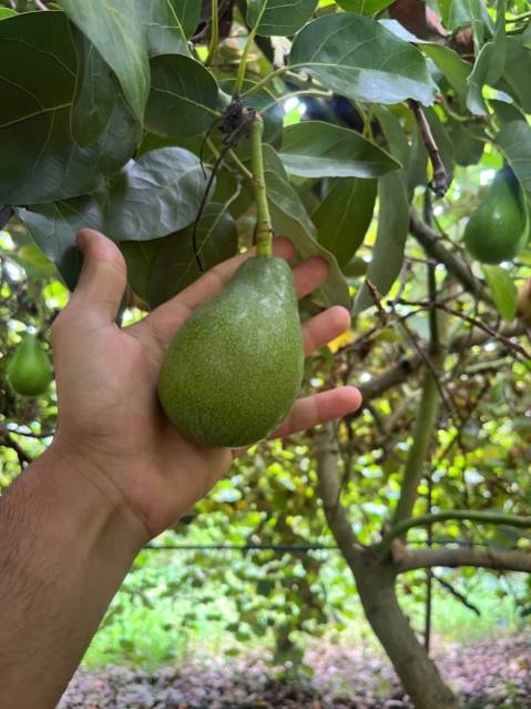 تصویر 1 از فروش عمده آووکادو کلیفتون
