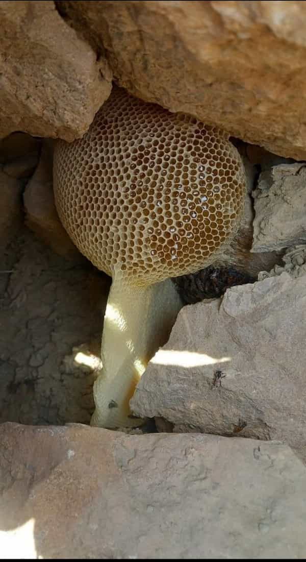 عسل جنگلی