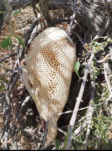 فروش عسل جنگلی