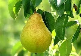 فروش گلابی بیروتی
