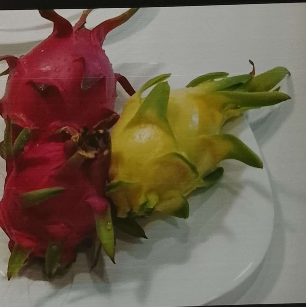 تصویر 2 از فروش عمده دراگون فروت زرد ۷۰۰ گرمی غول