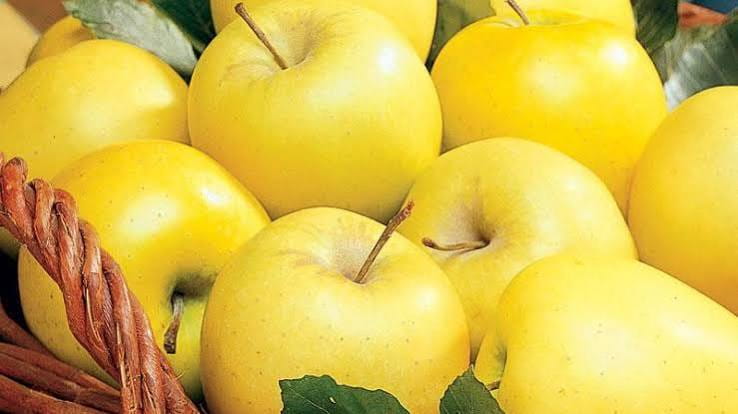 سیب زرد سمیرم سالم و تازه برای مصرف خانوادگی