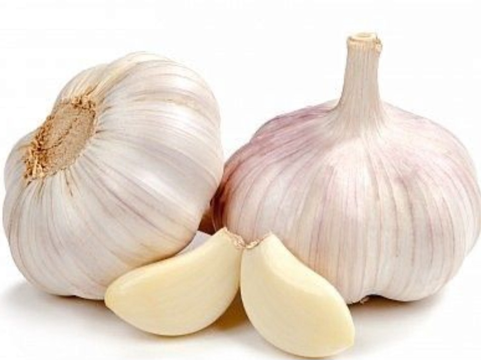 فروش پودر سیر