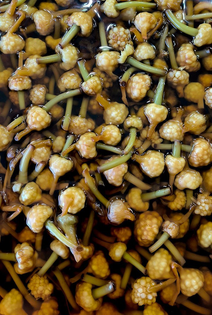 تصویر 1 از سیر گل ترشی + بسته بندی تک نفره و آماده مصرف