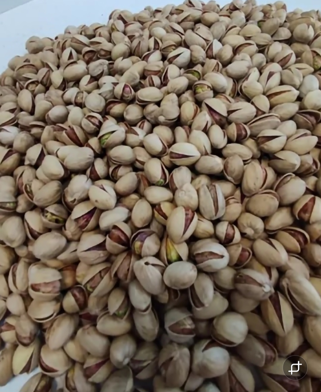 پسته فندقی دست چین + کیفیت مطلوب و ظاهری یک دست + قیمت و خرید عمده