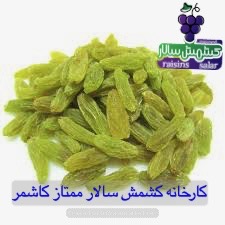 تصویر 4 از تامین کننده کشمش سبز قلمی