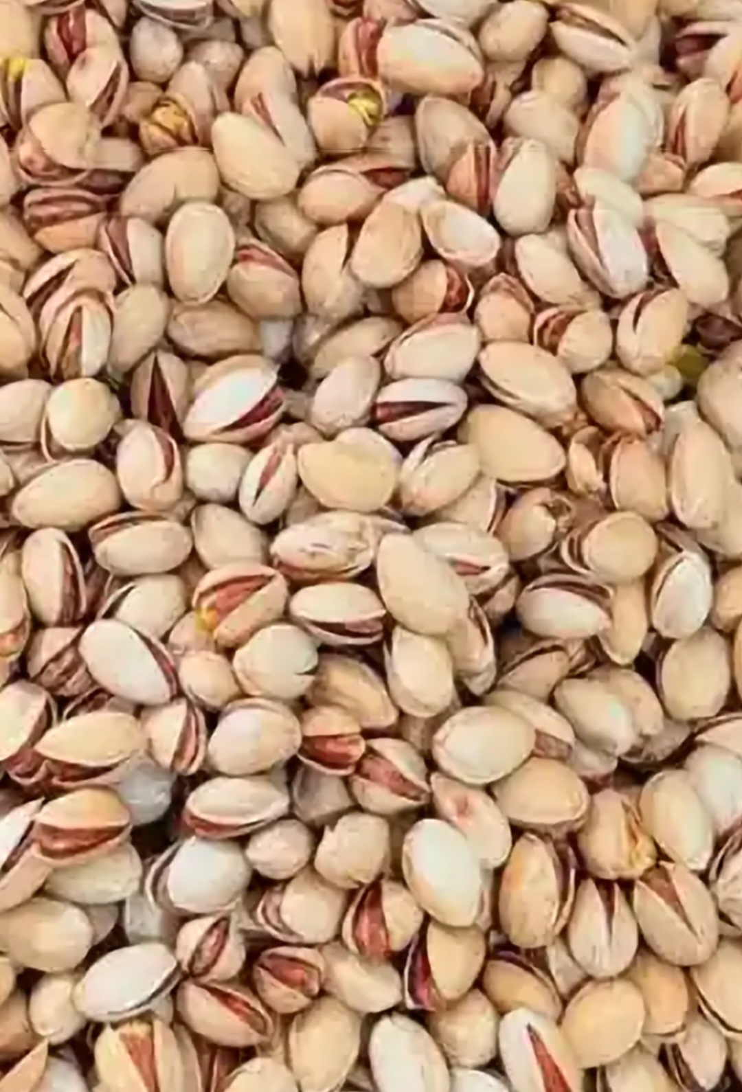 پسته فندقی درجه یک + انتخابی هوشمندانه برای خرید در حجم بالا + قیمت و خرید عمده