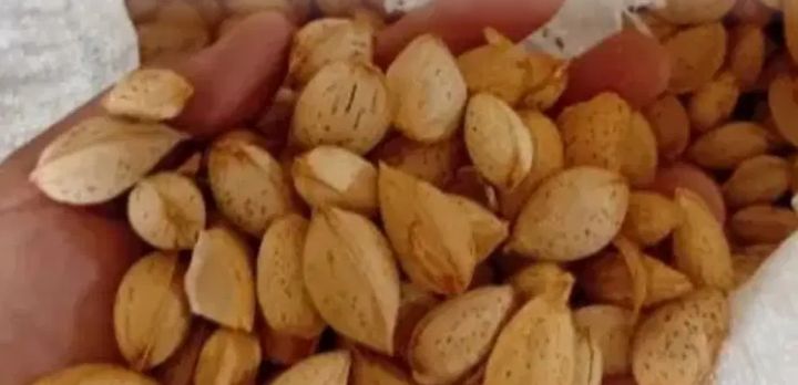 بادام سنگی مرغوب خرید به صرفه