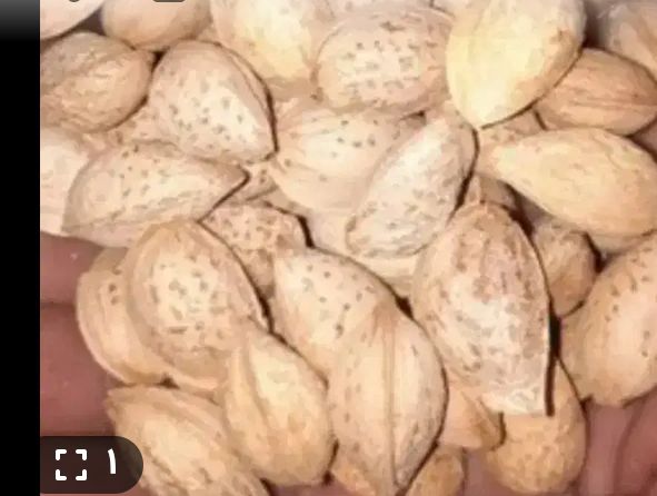 تصویر 5 از بادام منقا مرغوب خرید به صرفه