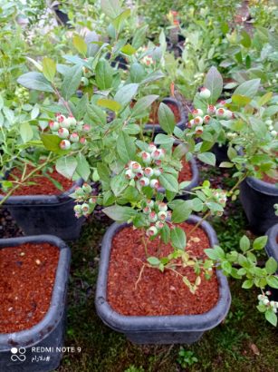 تصویر 4 از خرید عمده نهال بلوبری دیررس یک ساله