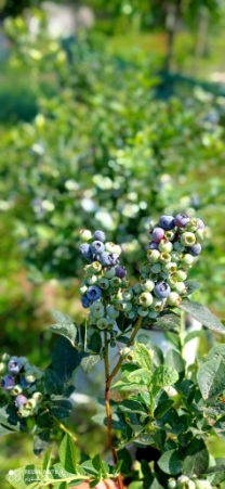 تصویر 2 از قیمت عمده نهال بلوبری دیررس یک ساله
