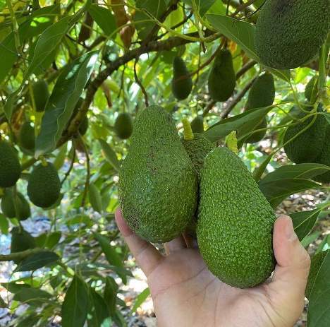 تصویر 3 از فروش عمده نهال آووکادو گرمسیری
