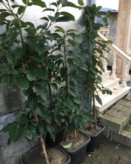 تصویر 2 از پخش عمده نهال آووکادو گرمسیری