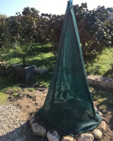 تصویر 4 از پخش عمده نهال آووکادو گرمسیری