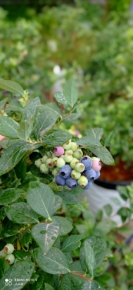 تصویر 3 از قیمت عمده نهال بلوبری میان‌رس