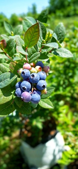 تصویر 5 از قیمت عمده نهال بلوبری میان‌رس