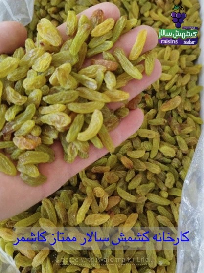 خرید کشمش قلمی