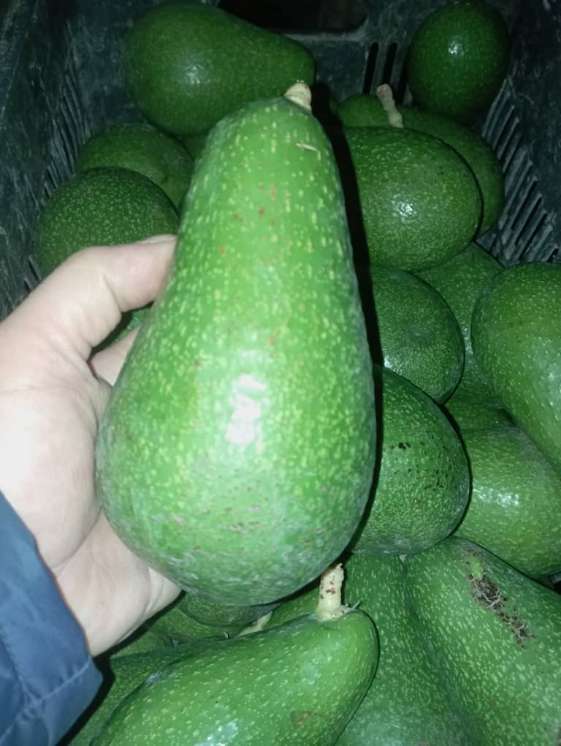 تصویر 5 از فروش عمده آووکادو ۳۵۰ گرمی درشت