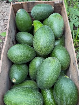 تصویر 3 از فروش عمده آووکادو ۳۵۰ گرمی درشت