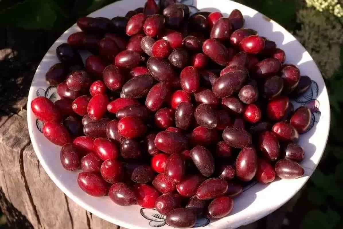 خرما خارک