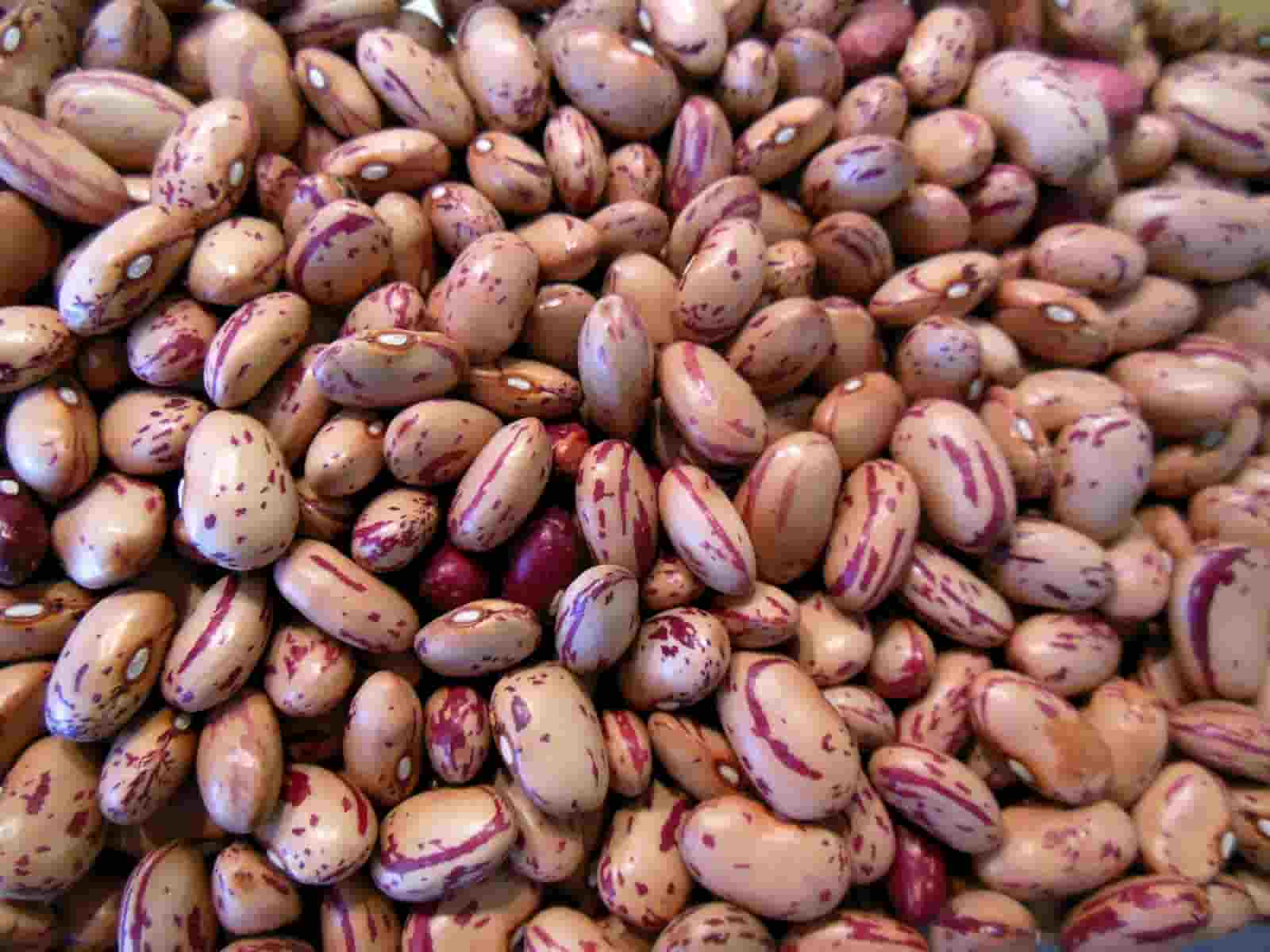 لوبیا چیتی شمال با پخت سریع و آسان