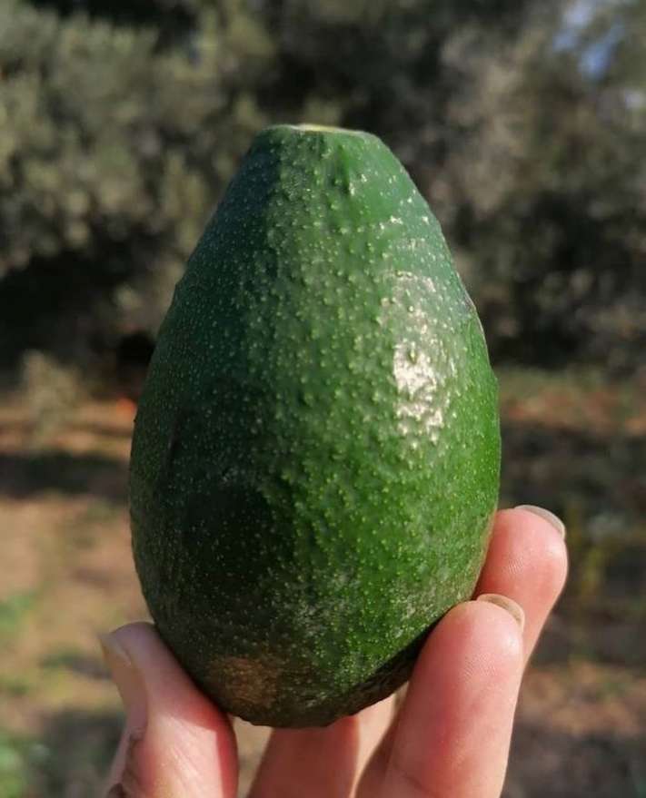 قیمت میوه آووکادو