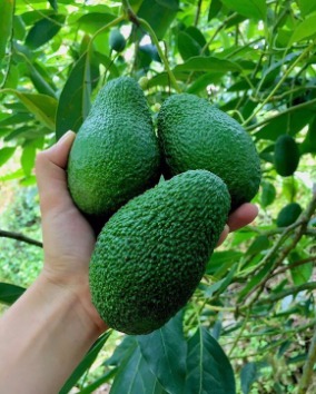 خرید میوه آووکادو