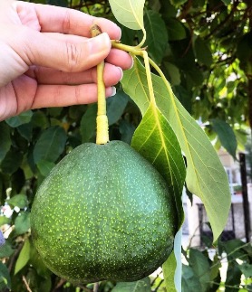 تصویر 5 از مرکز فروش عمده آووکادو درشت ۳۵۰ گرمی