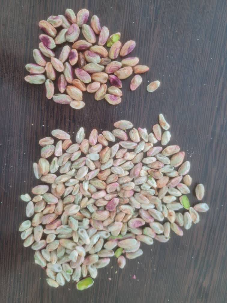تصویر 3 از فروش مغز پسته گلدار احمدآقایی دامغان با شرایط ویژه