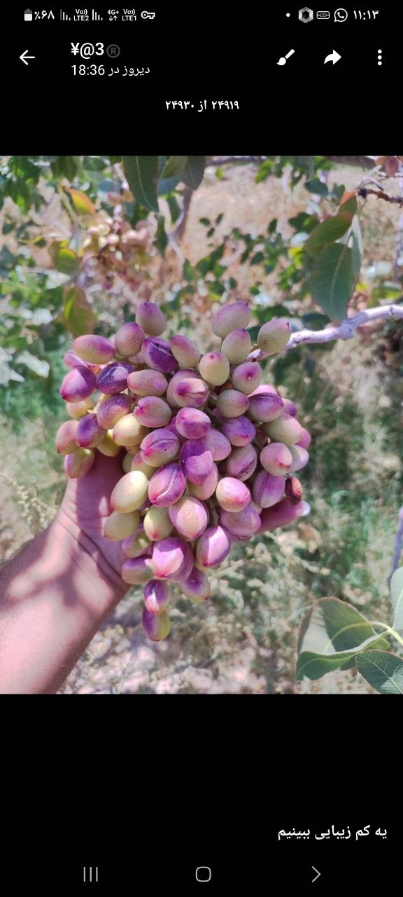 تصویر 2 از فروش مغز پسته گلدار احمدآقایی دامغان با شرایط ویژه