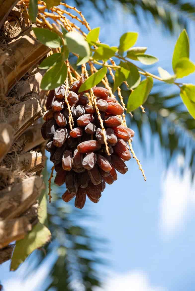 خرما پیارم ریزه با بافت مناسب برای فرآوری