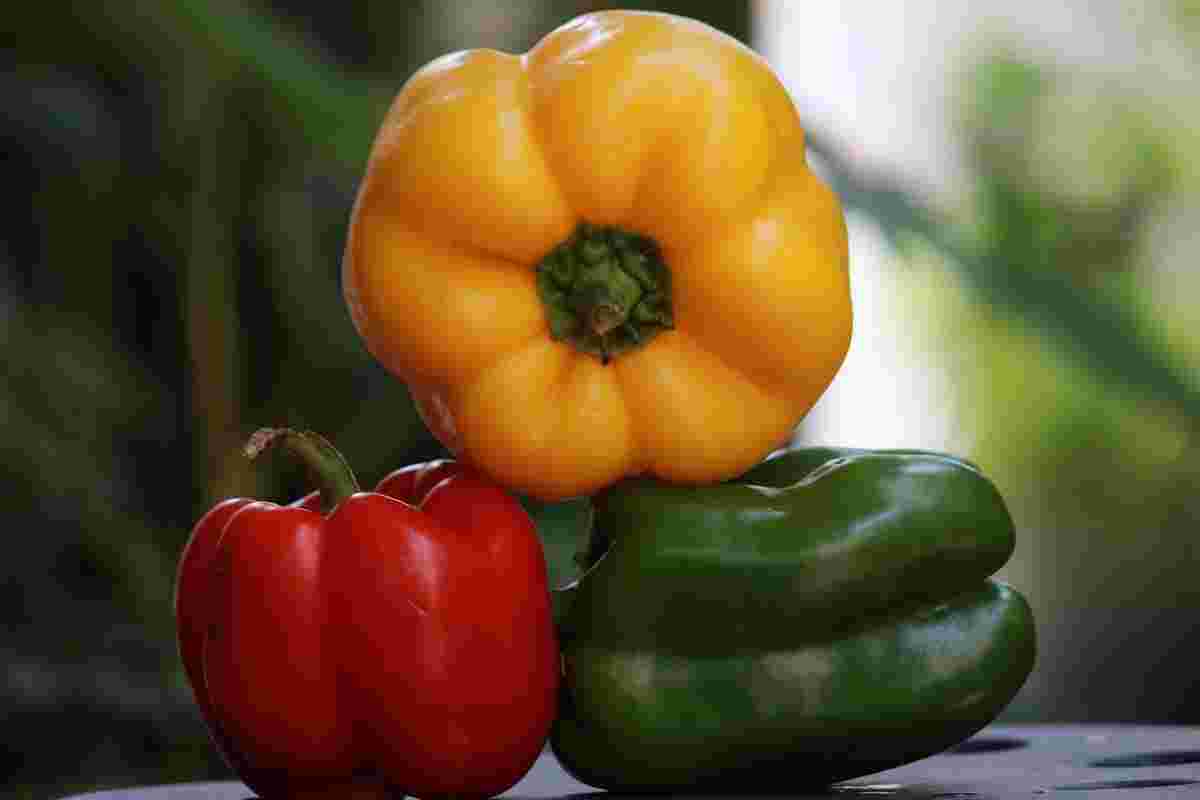 تصویر 4 از فروش مستقیم فلفل دلمه ای از گلخانه؛ انتخابی مناسب برای خرید عمده