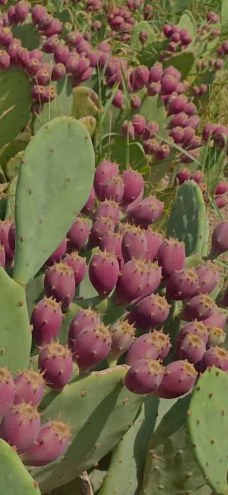 تصویر 1 از قیمت عمده قلمه کاکتوس هموفیسا