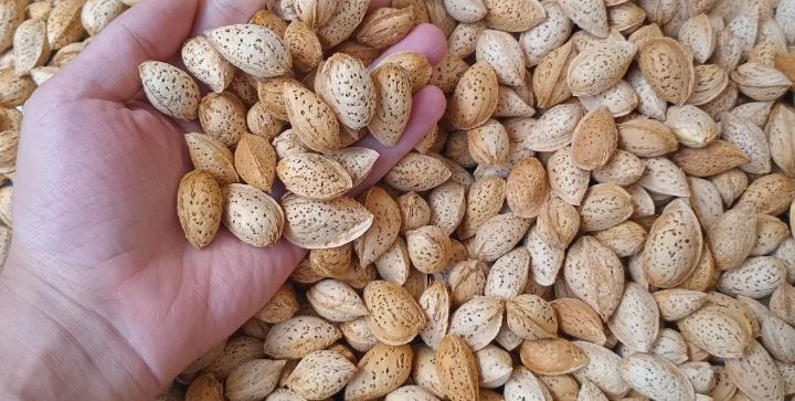 قیمت بادام خام