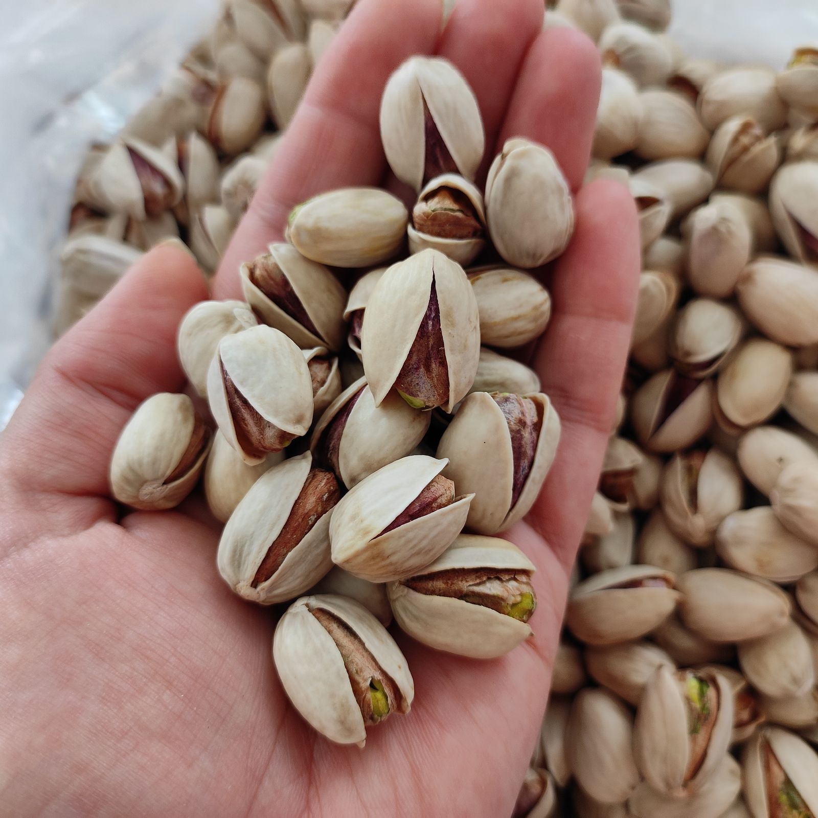 پسته کله قوچی سورت ویژه + انتحاب حرفه ای برای بازار آجیل + قیمت و خرید عمده