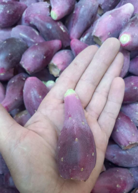 میوه استوایی