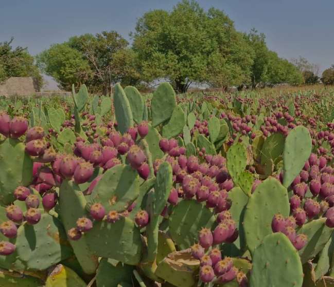 خرید میوه استوایی