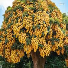 خرید آبمیوه انبه