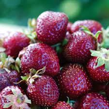 تأمین و فروش عمده کنسانتره توت‌ فرنگی