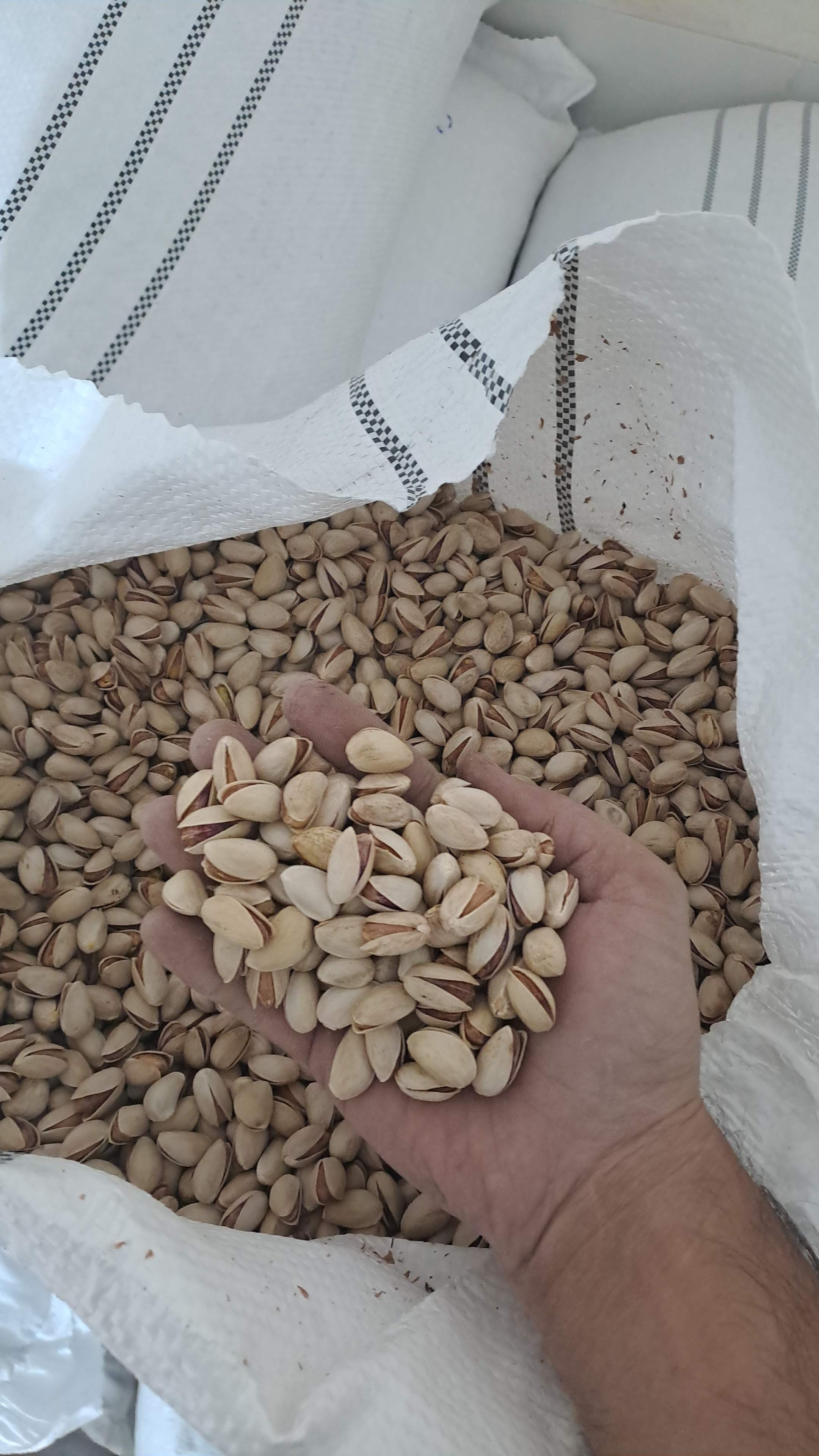 پسته احمد آقایی دستچین کرمان + کیفیتی ممتاز برای مشتریان ویژه + قیمت و خرید عمده