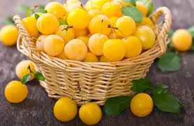 تأمین و فروش عمده کنسانتره آلو